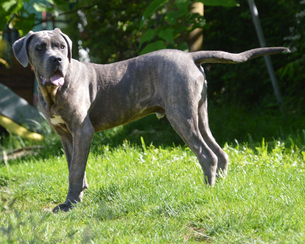 Guardiani di divani - Chiot disponible  - Cane Corso