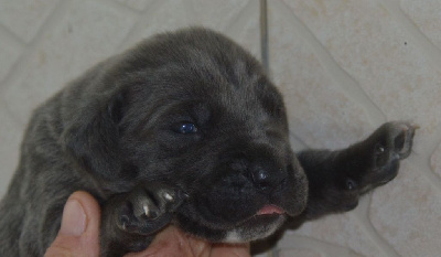 CHIOT 2