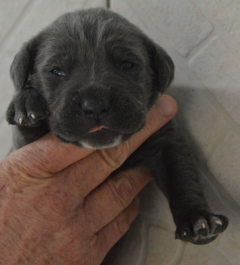 Guardiani di divani - Chiot disponible  - Cane Corso