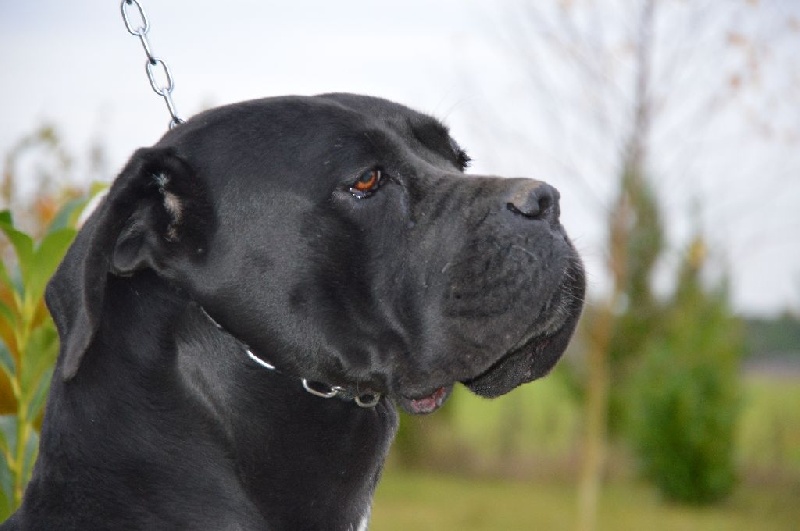 Klara L'antico Nobile