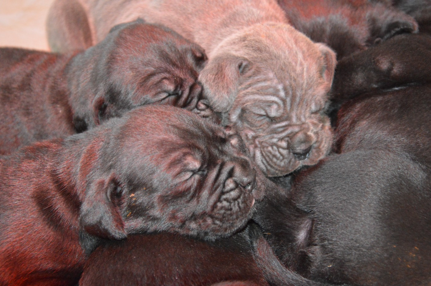 R'MIONE X UDO !! ils sont nés !