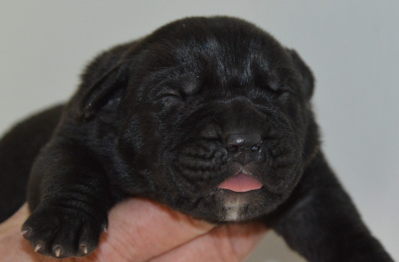 Guardiani di divani - Chiots disponibles - Cane Corso