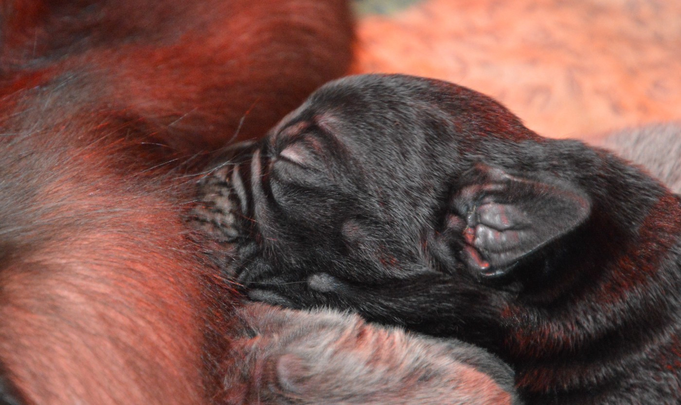 Guardiani di divani - Cane Corso - Portée née le 28/10/2025