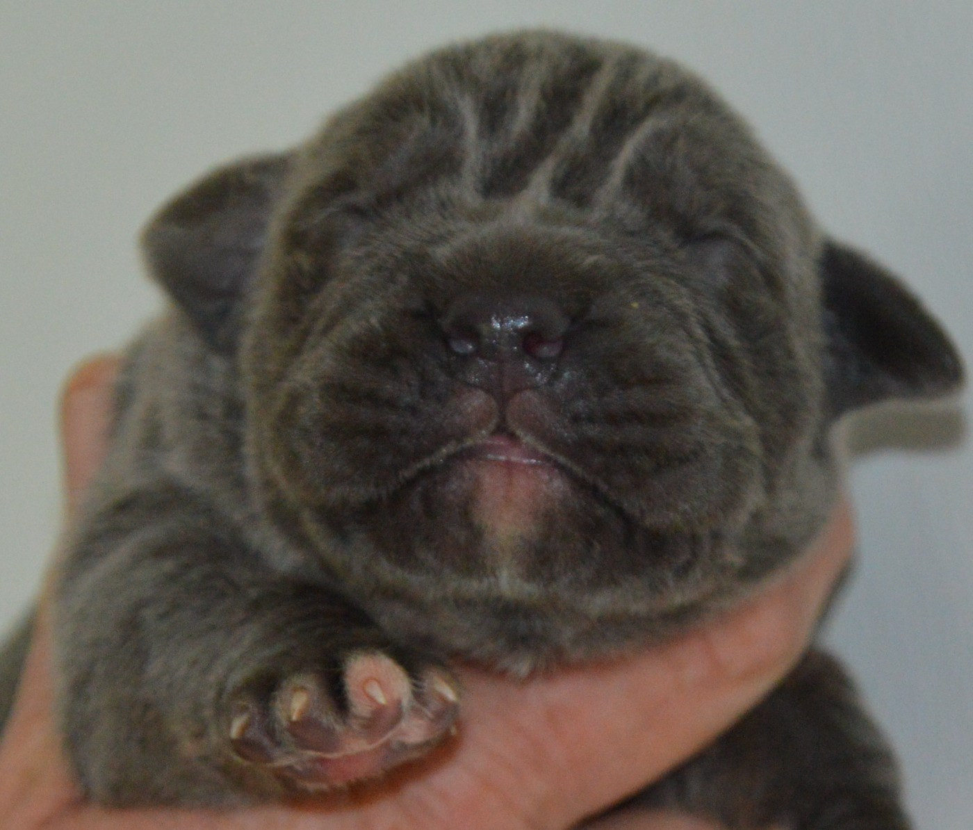 Guardiani di divani - Chiots disponibles - Cane Corso