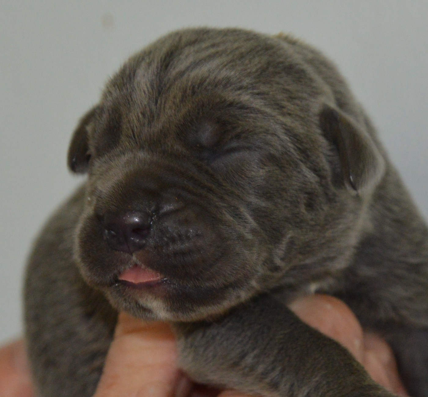 Guardiani di divani - Cane Corso - Portée née le 30/10/2025