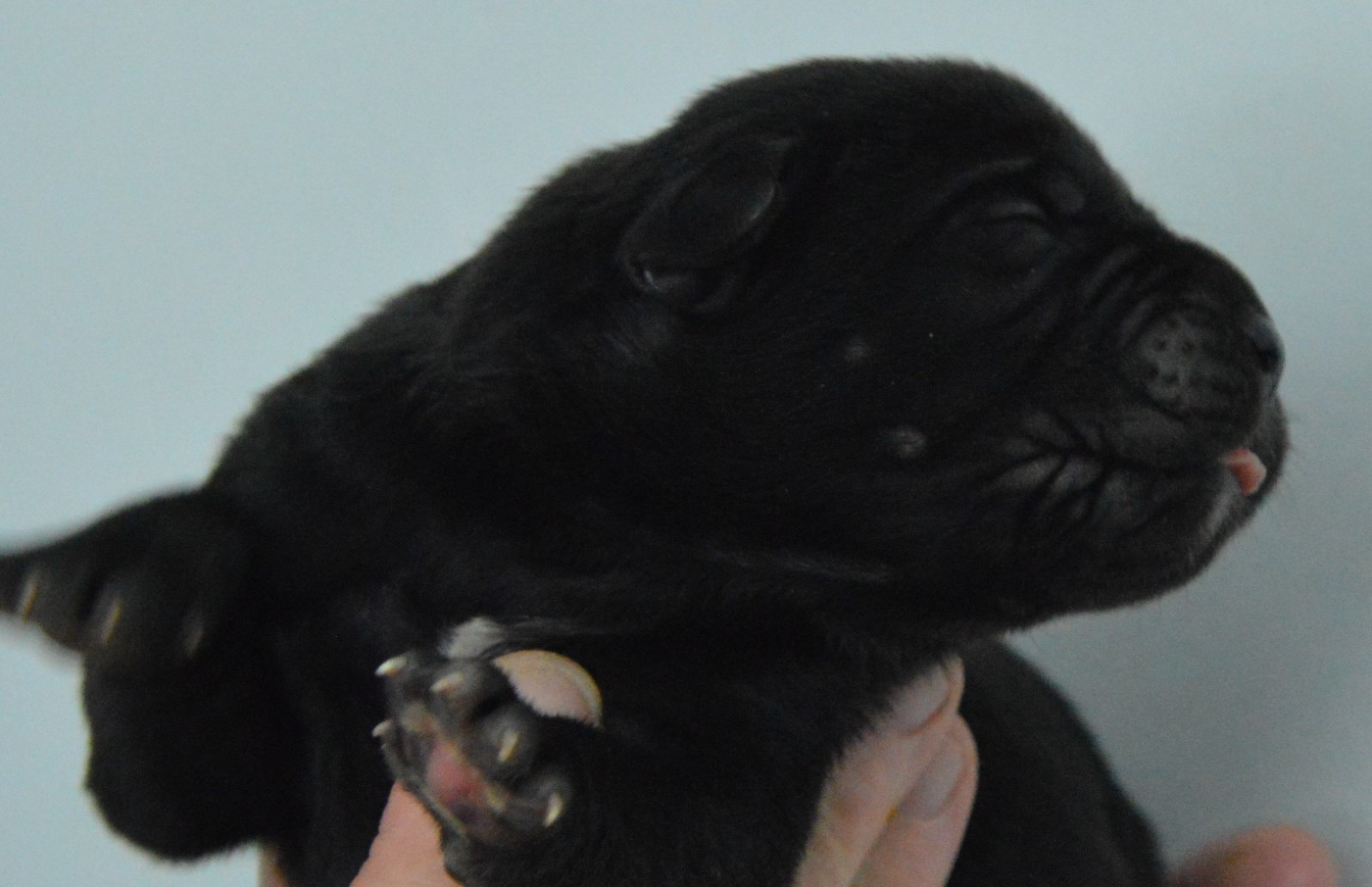 Guardiani di divani - Chiots disponibles - Cane Corso