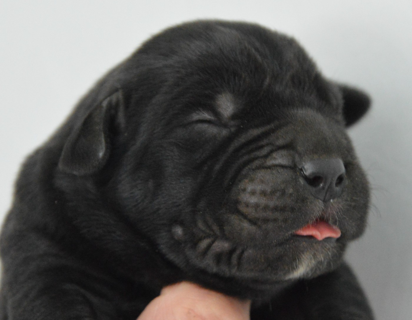 Guardiani di divani - Chiots disponibles - Cane Corso