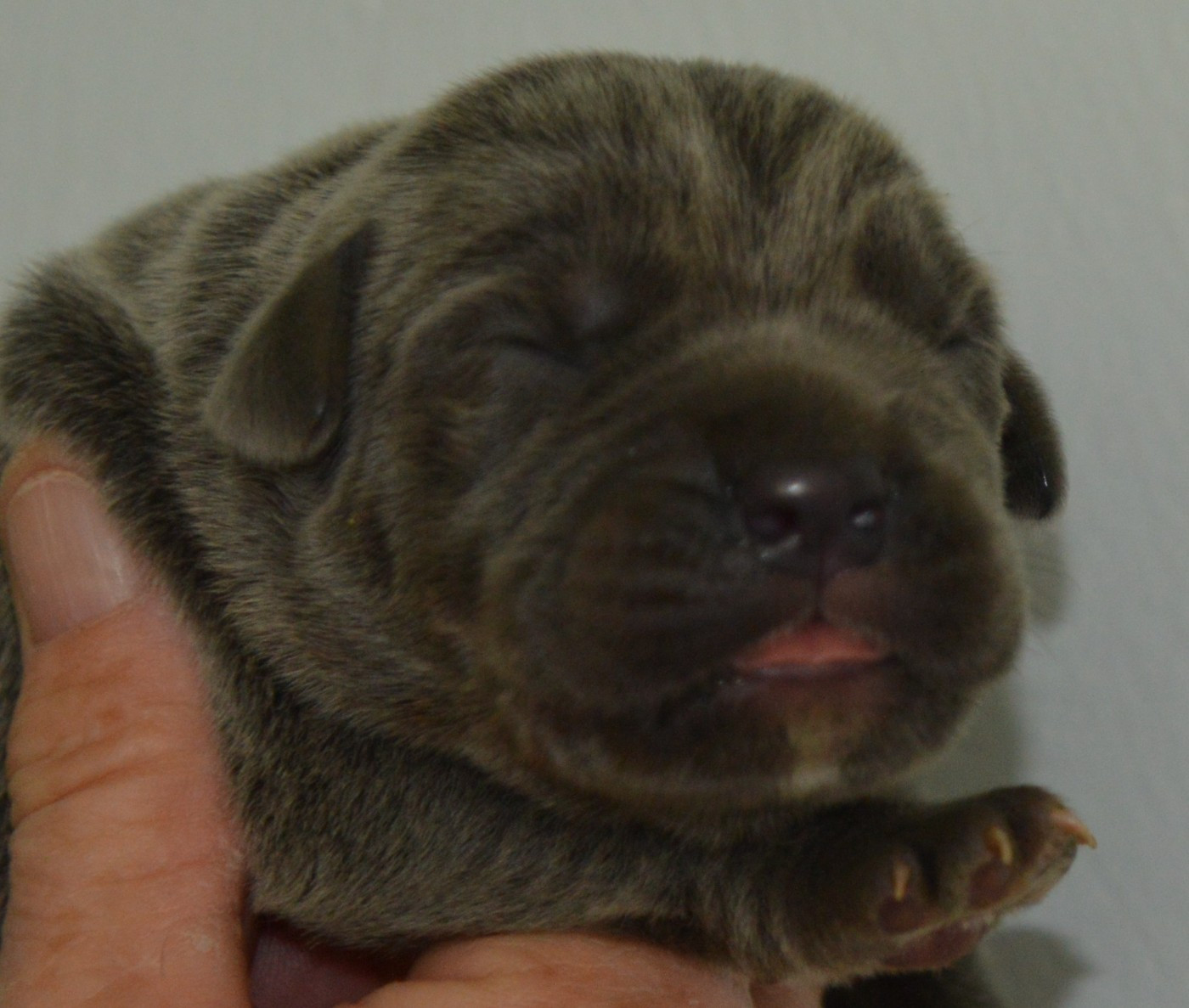 Guardiani di divani - Chiots disponibles - Cane Corso