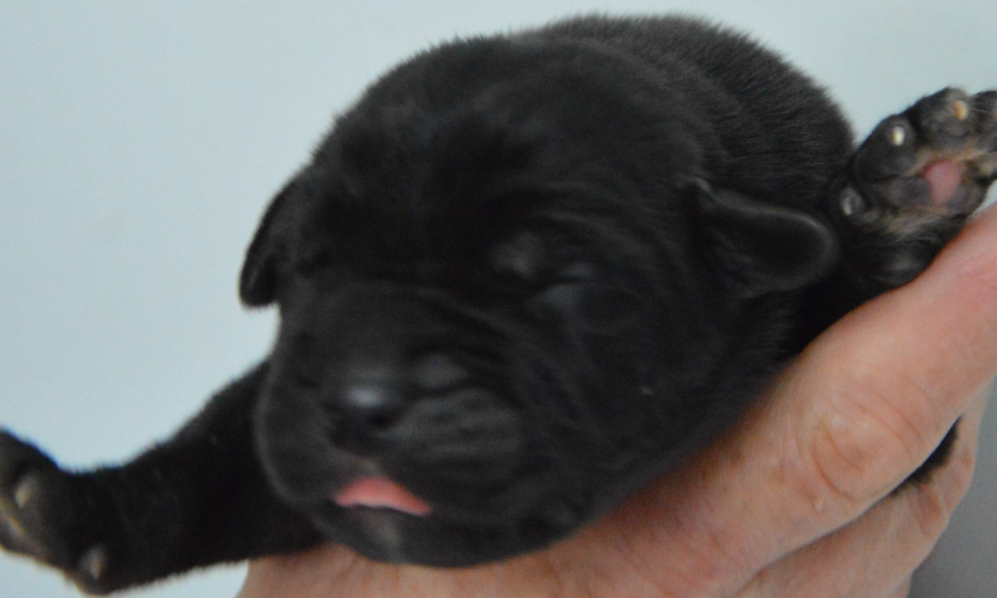 Guardiani di divani - Chiots disponibles - Cane Corso