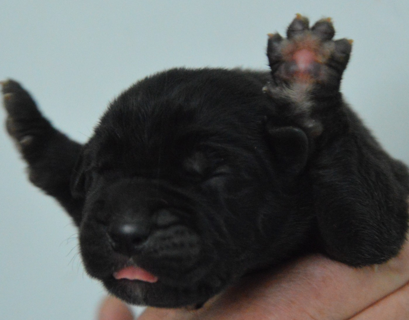 Guardiani di divani - Chiots disponibles - Cane Corso