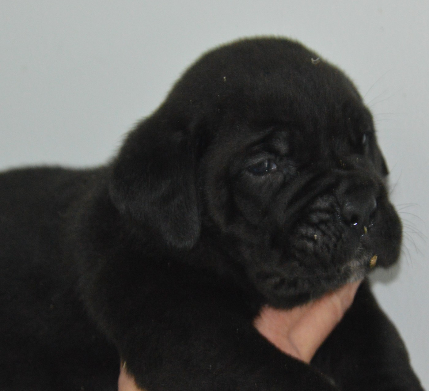 Guardiani di divani - Chiots disponibles - Cane Corso