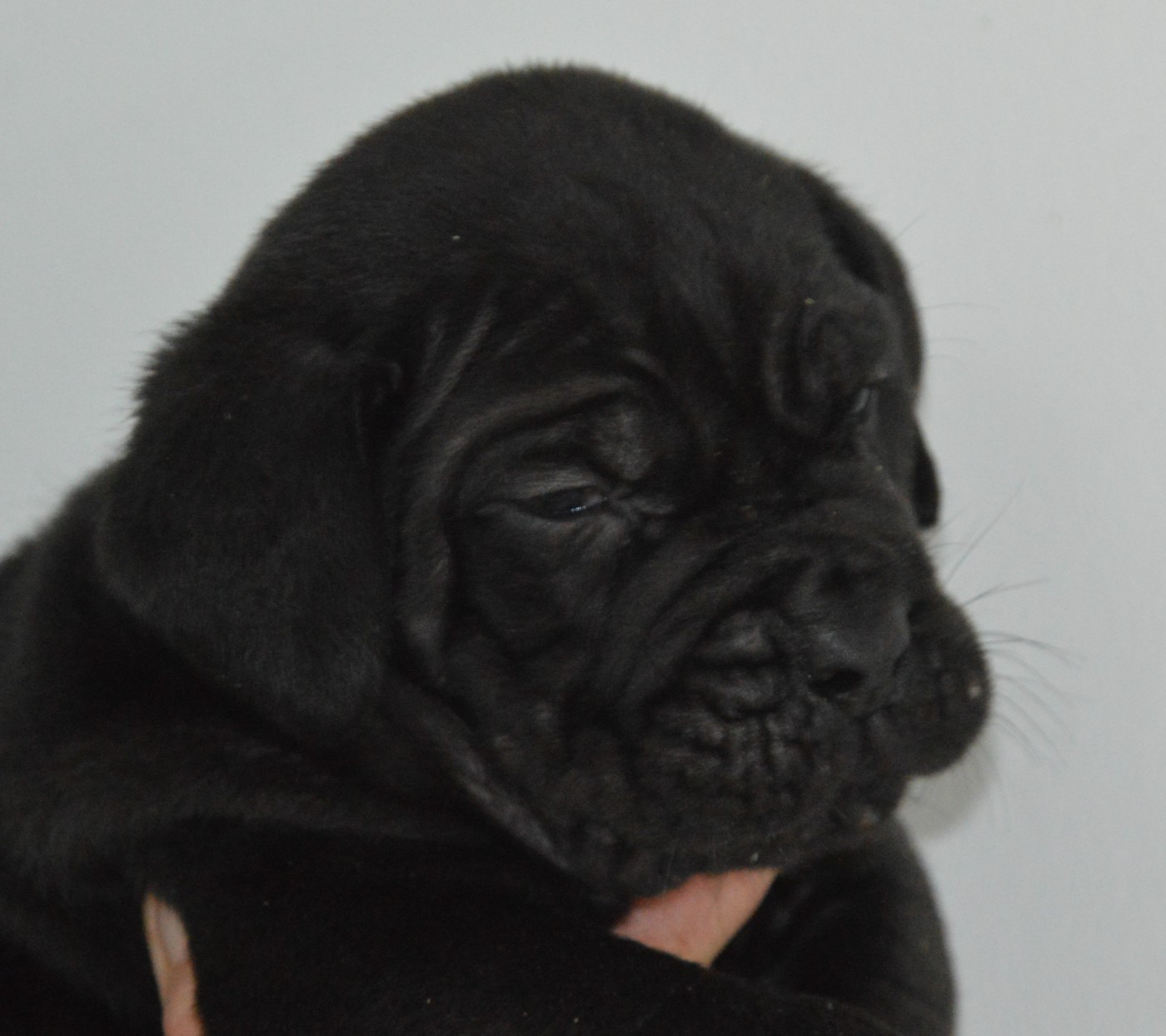 Guardiani di divani - Chiots disponibles - Cane Corso