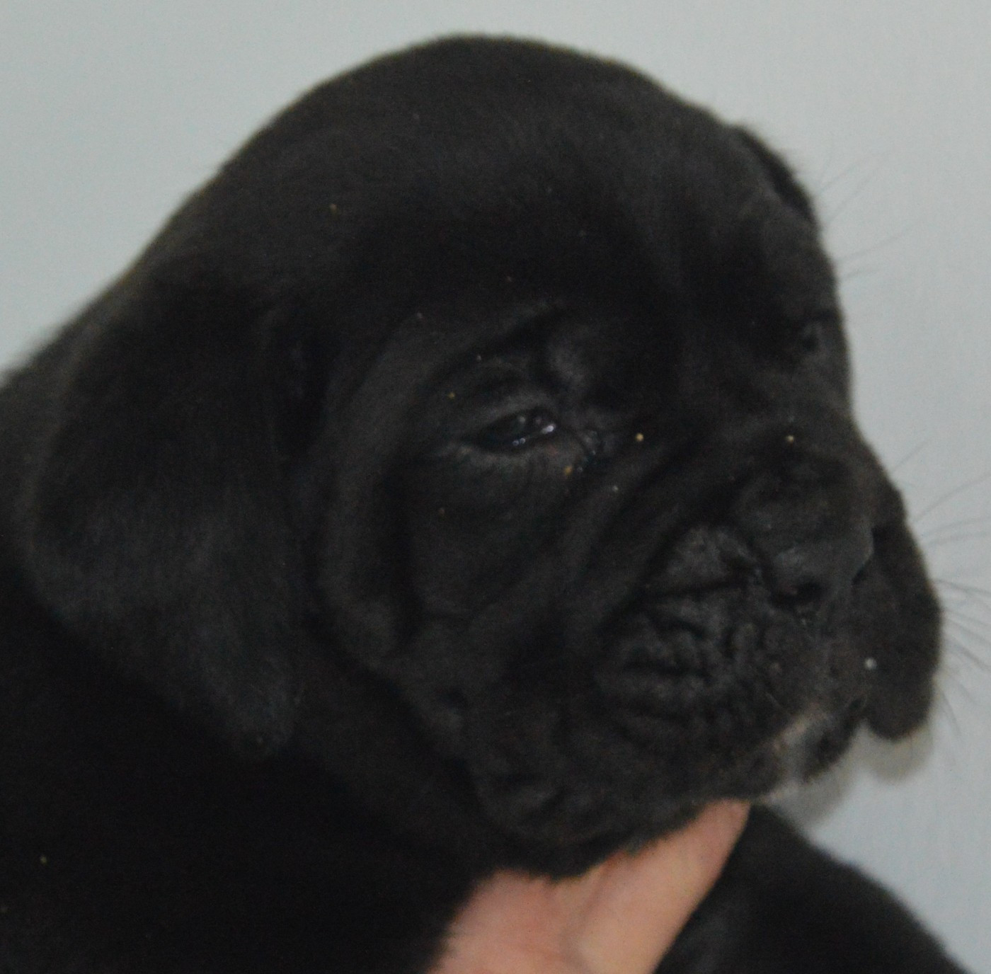 Guardiani di divani - Chiots disponibles - Cane Corso