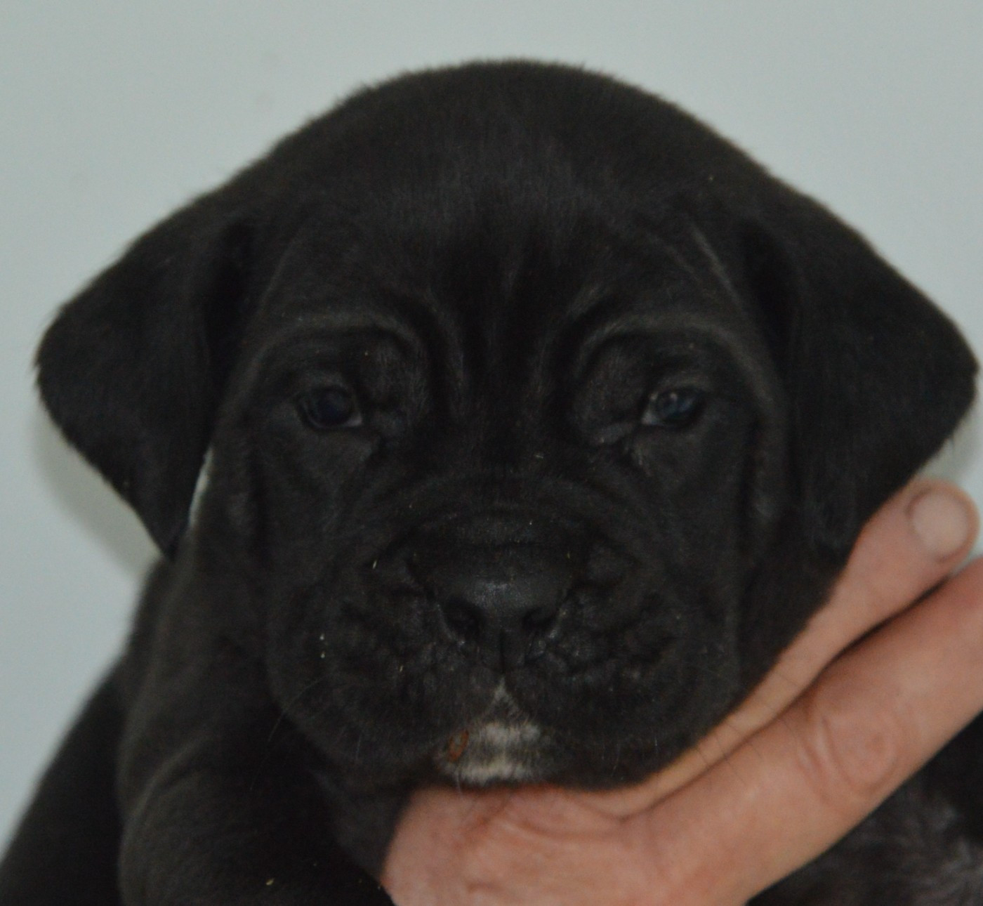 Guardiani di divani - Chiots disponibles - Cane Corso