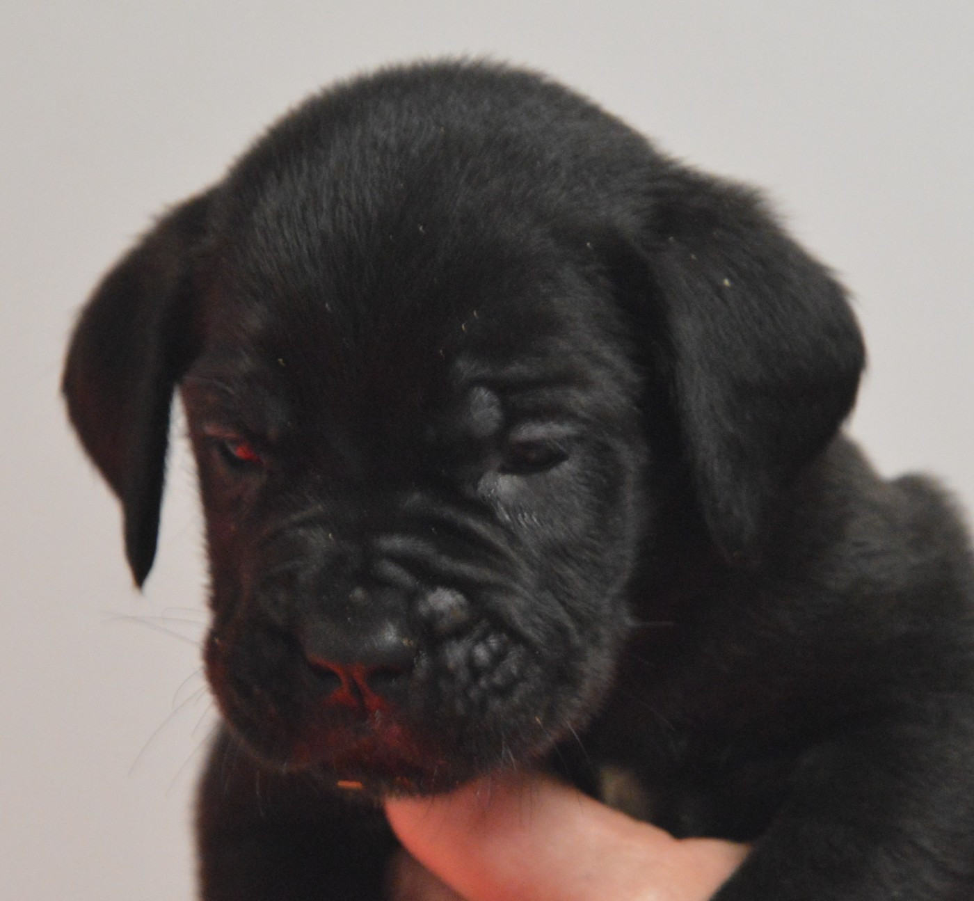 Guardiani di divani - Chiots disponibles - Cane Corso