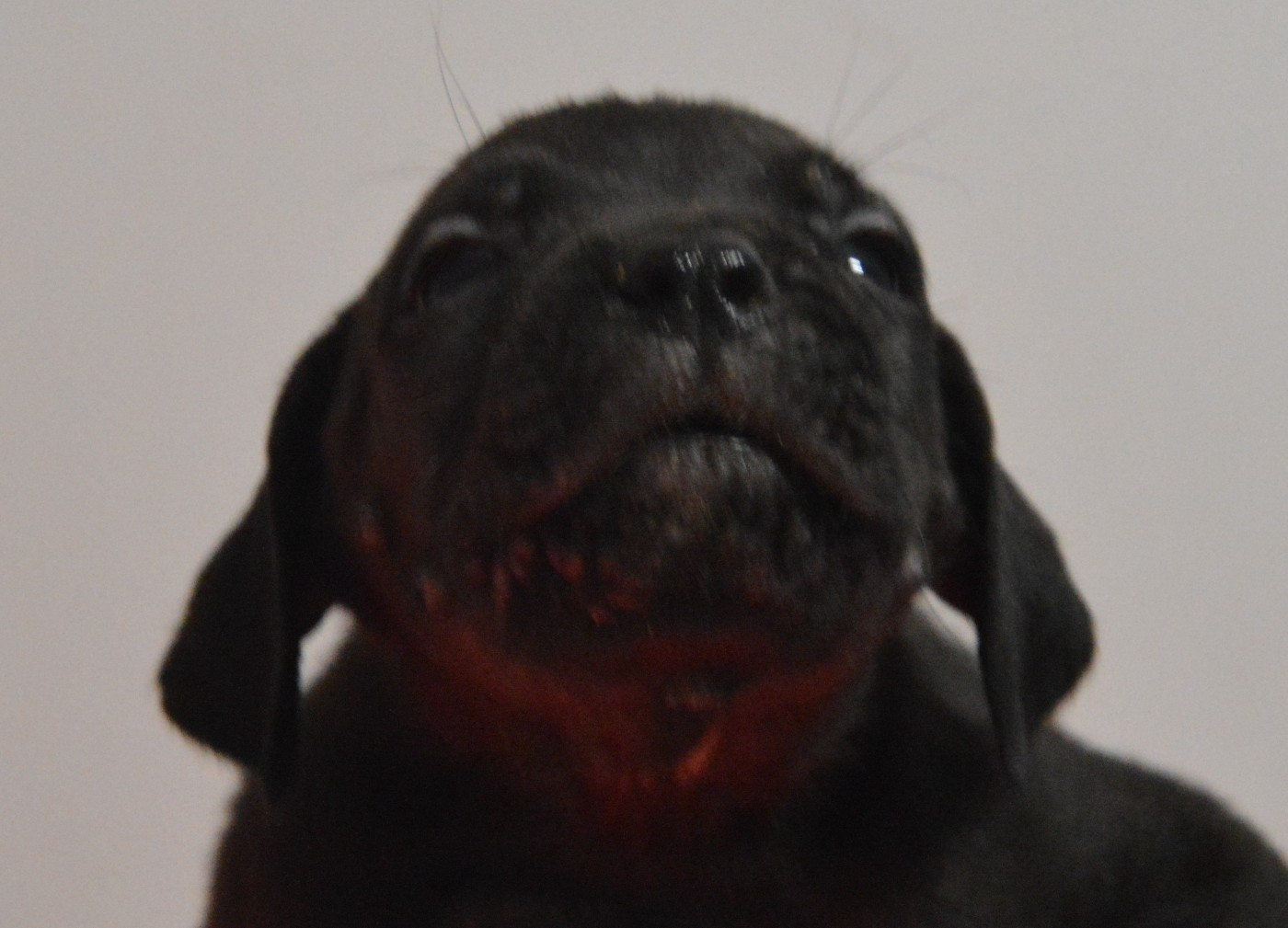 Guardiani di divani - Chiots disponibles - Cane Corso