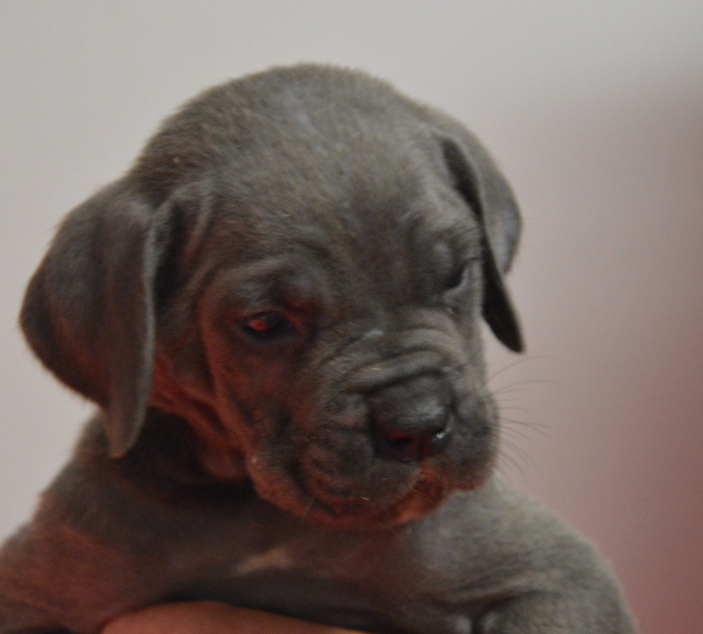 Guardiani di divani - Chiots disponibles - Cane Corso