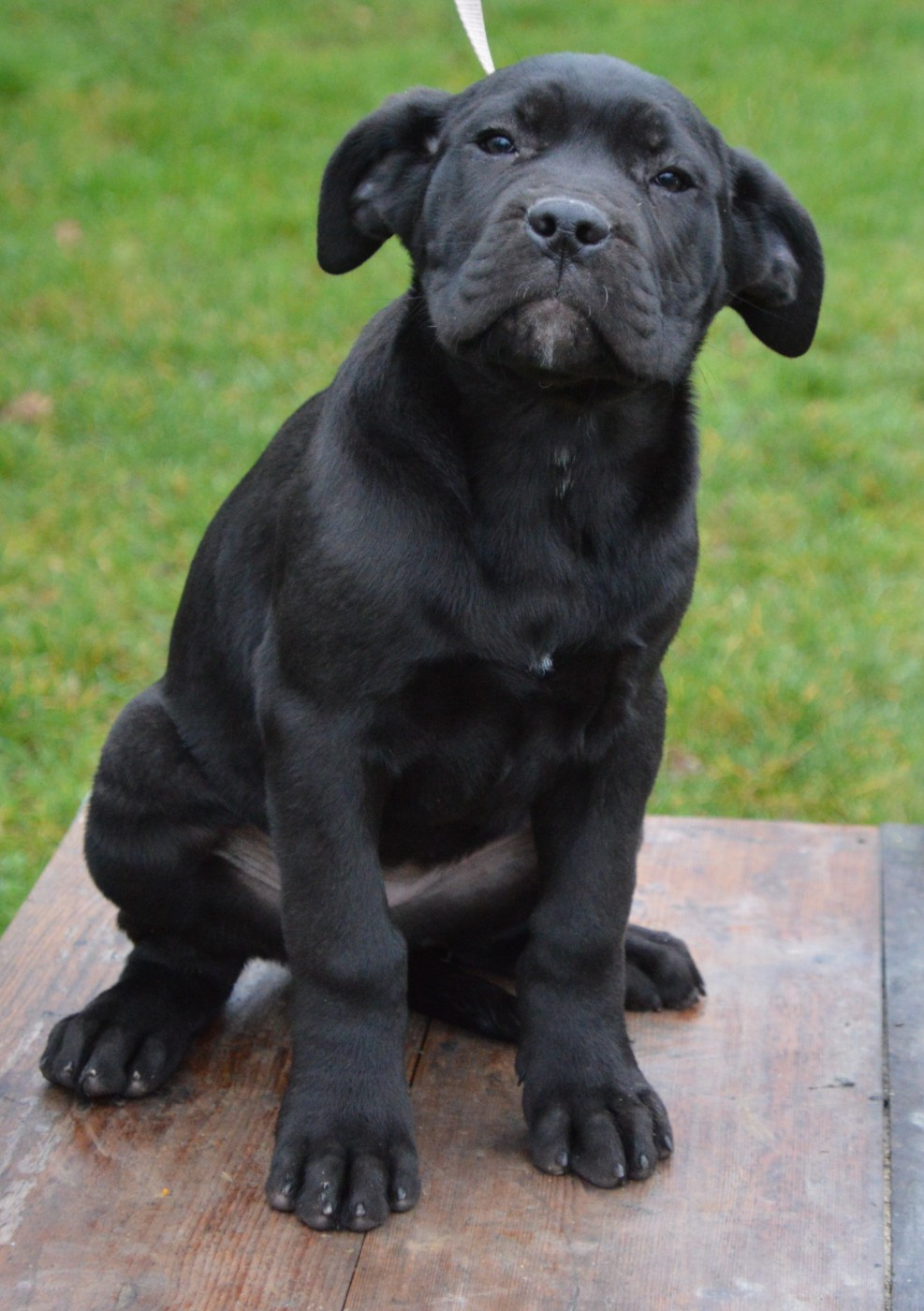 Guardiani di divani - Chiots disponibles - Cane Corso