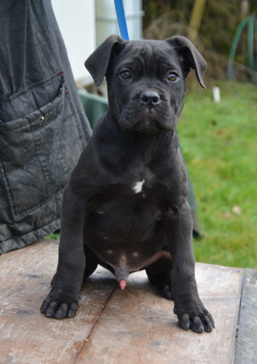 Guardiani di divani - Chiots disponibles - Cane Corso