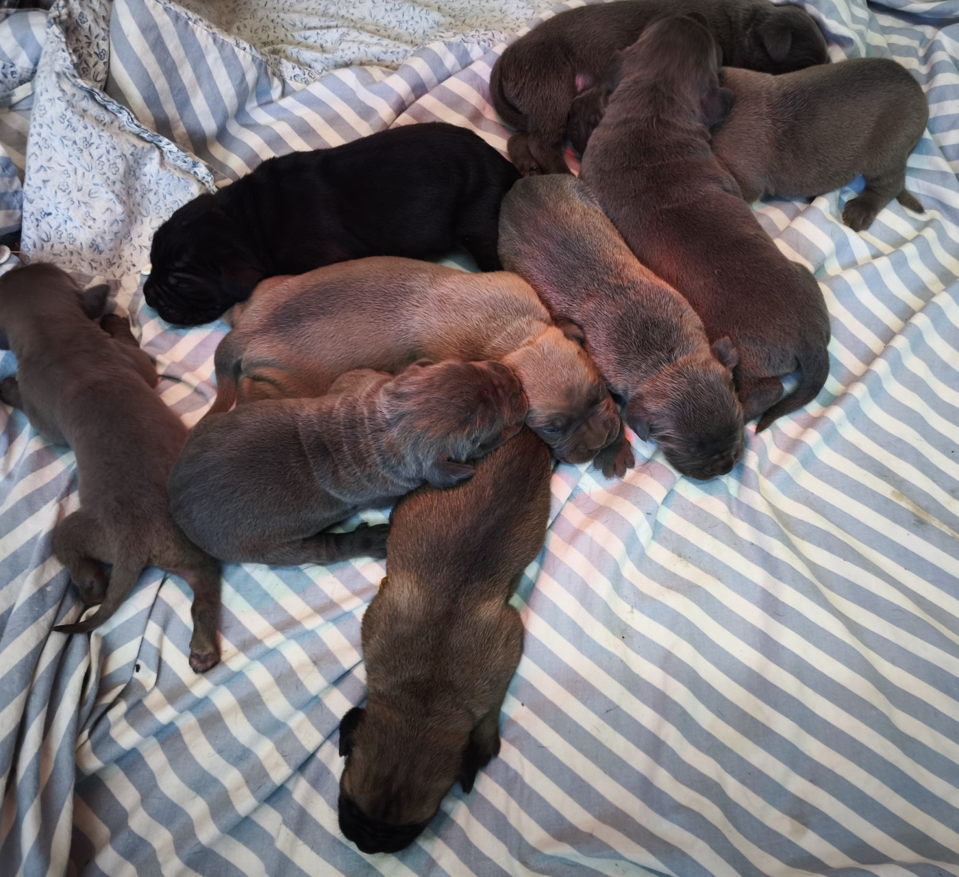 Chiot Cane Corso Guardiani di divani