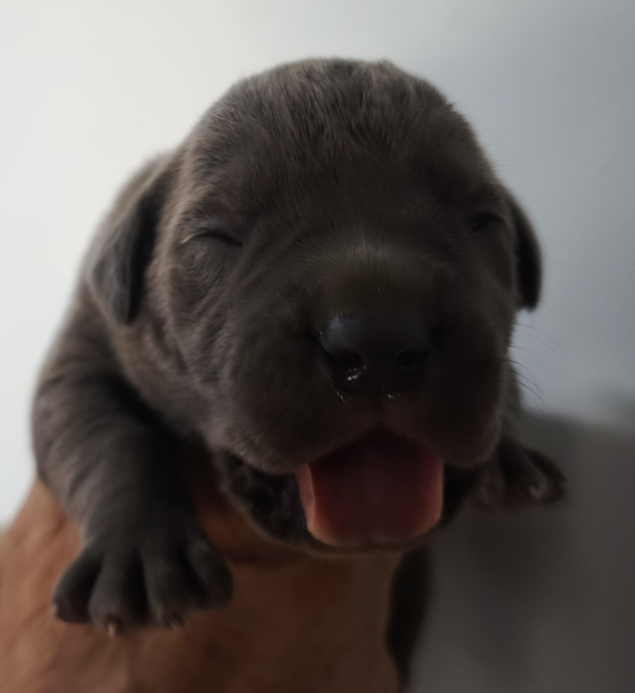 Guardiani di divani - Chiots disponibles - Cane Corso