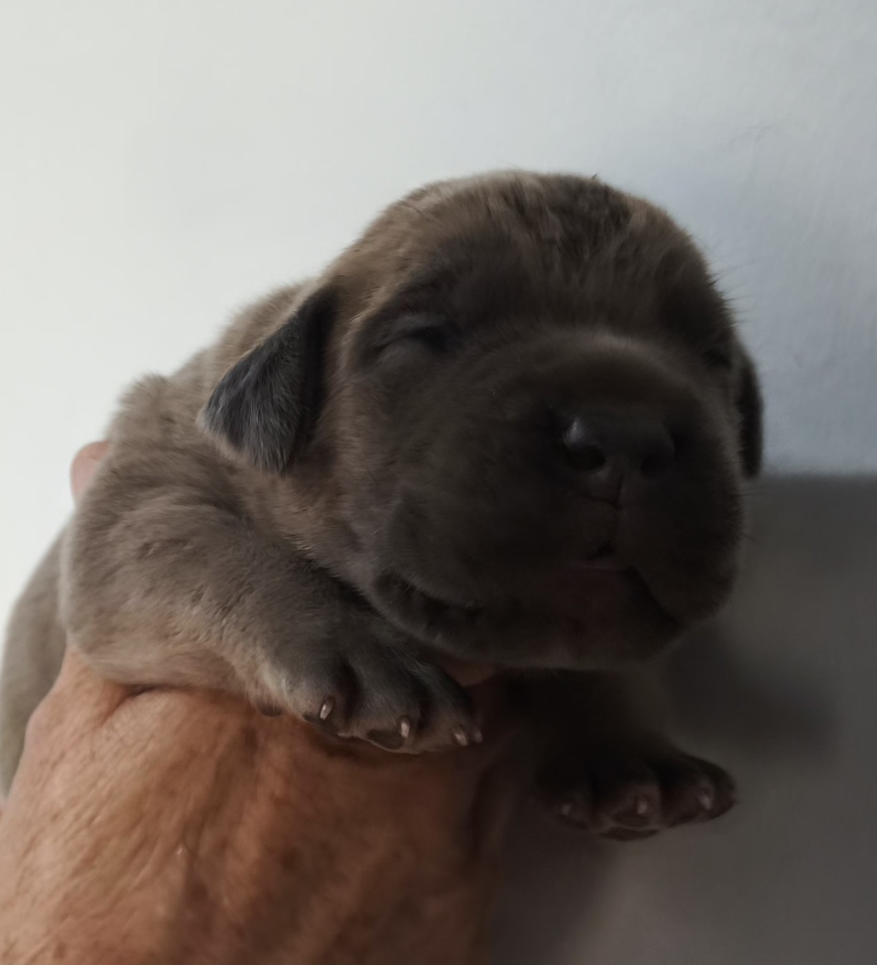 Guardiani di divani - Chiots disponibles - Cane Corso