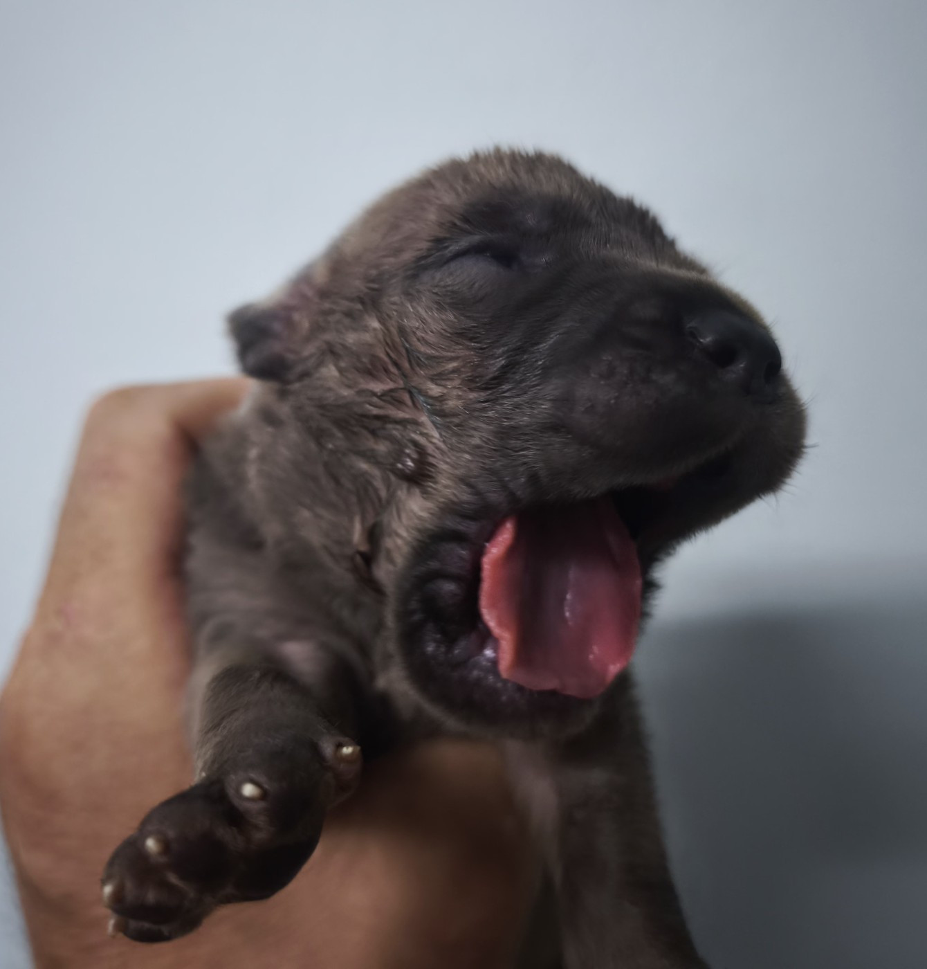 Guardiani di divani - Chiots disponibles - Cane Corso