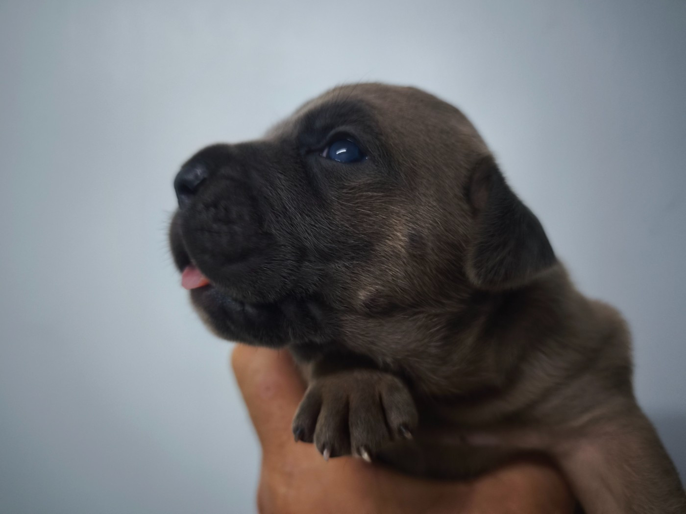 Guardiani di divani - Chiots disponibles - Cane Corso