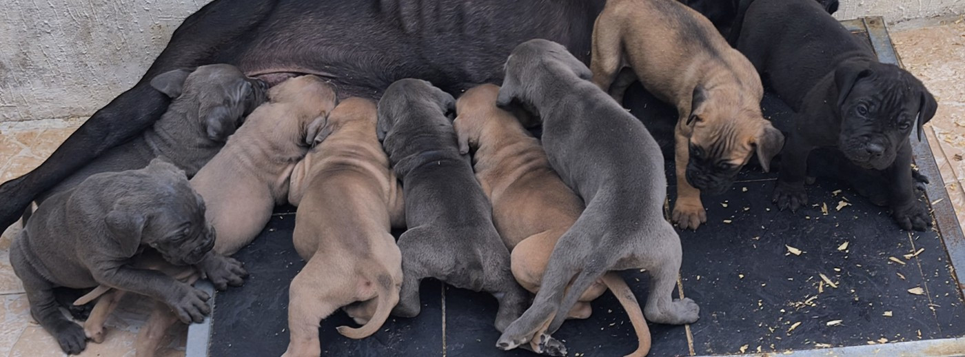Chiot Cane Corso Guardiani di divani