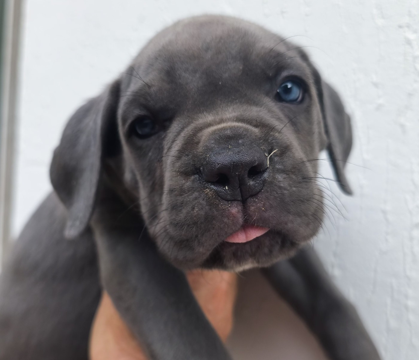 Guardiani di divani - Chiots disponibles - Cane Corso