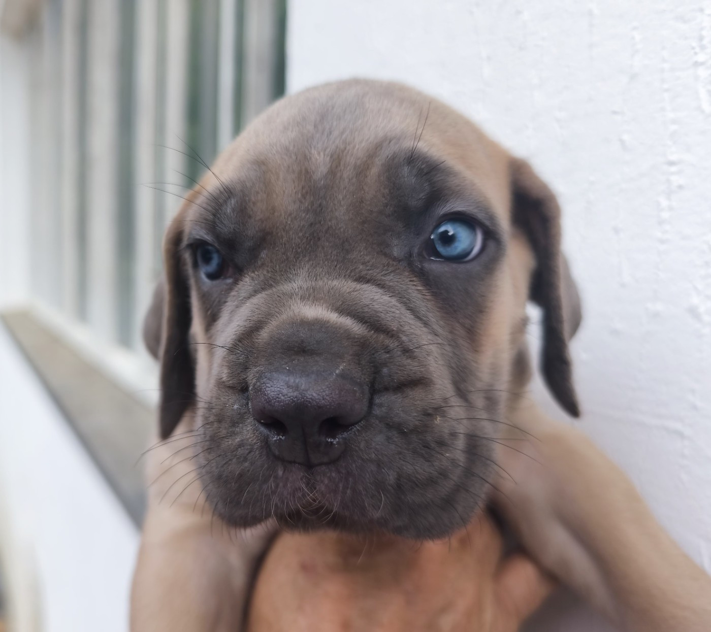 Guardiani di divani - Chiots disponibles - Cane Corso