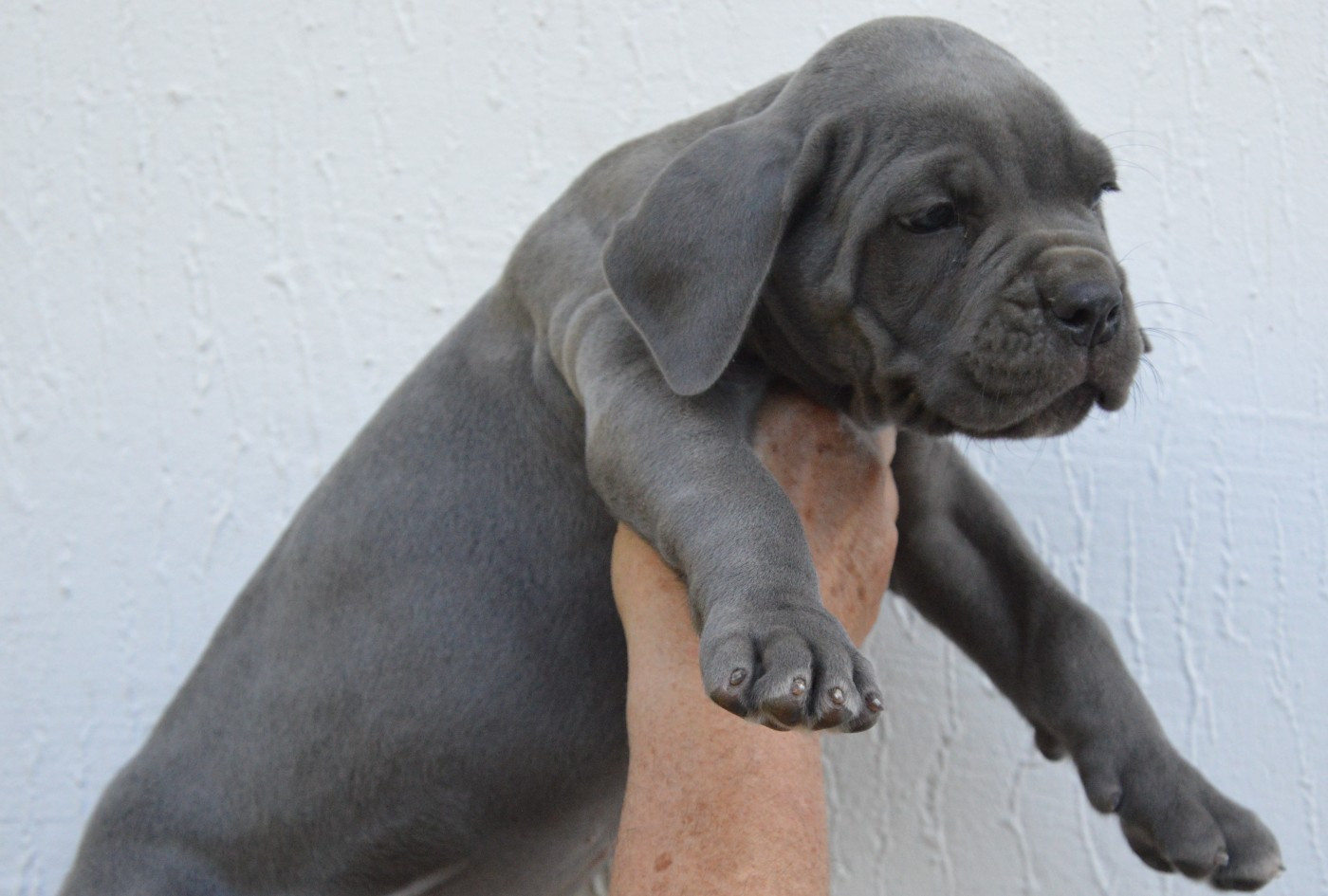 Guardiani di divani - Chiots disponibles - Cane Corso