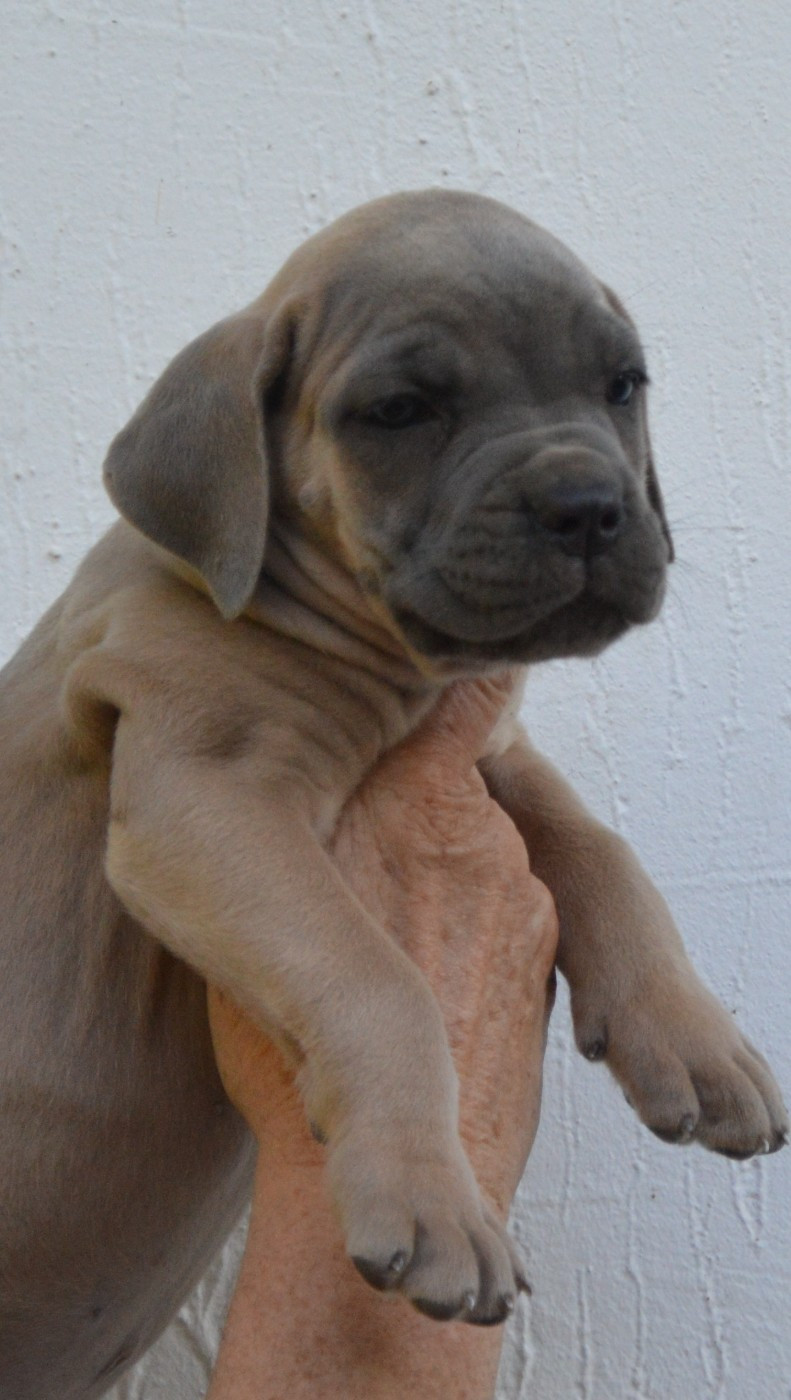 Guardiani di divani - Chiots disponibles - Cane Corso