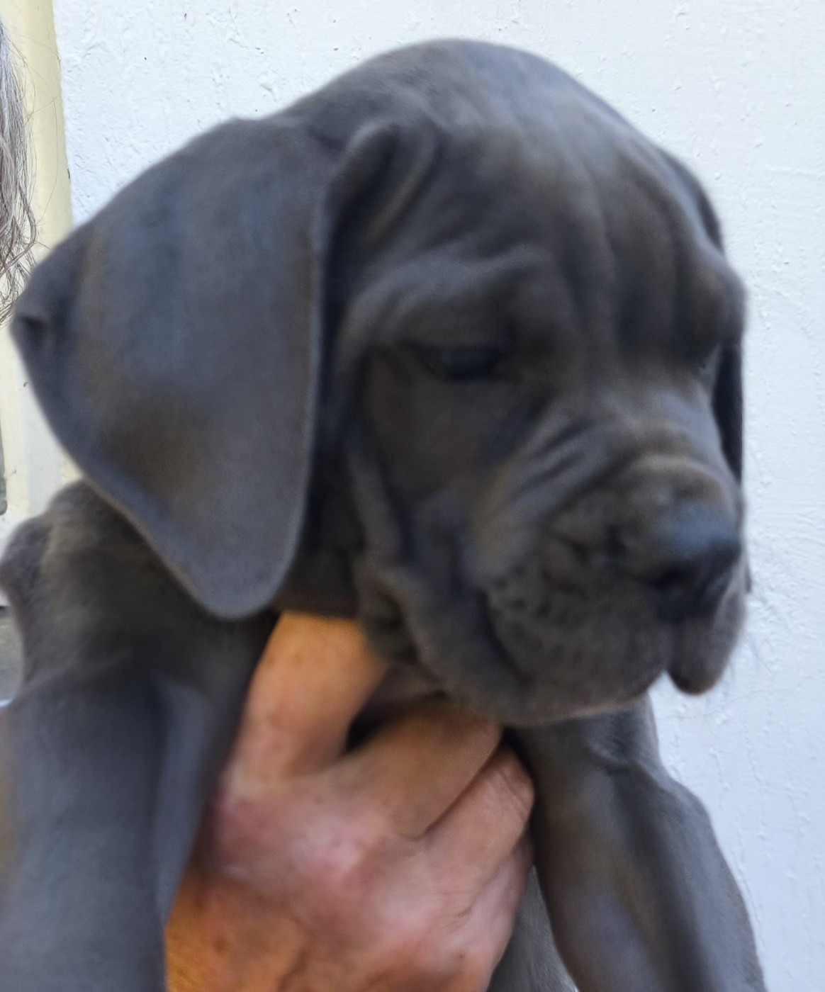 Guardiani di divani - Chiots disponibles - Cane Corso