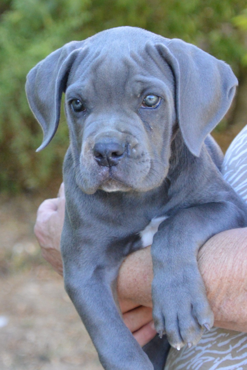 Guardiani di divani - Chiots disponibles - Cane Corso
