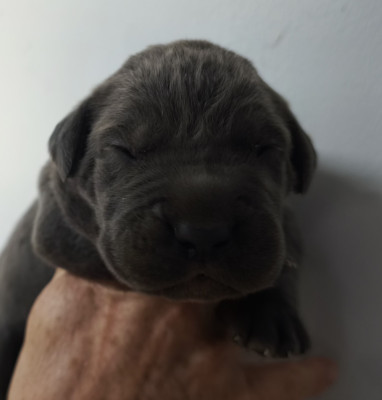 Chiot N°3