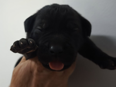 Chiot N°4