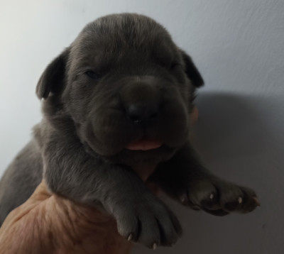 Chiot N°6