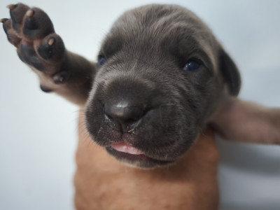 Chiot N°8