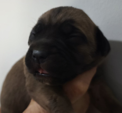 Chiot N°9
