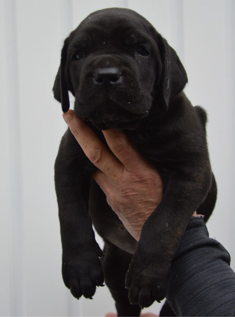 Chiot Cane Corso Guardiani di divani