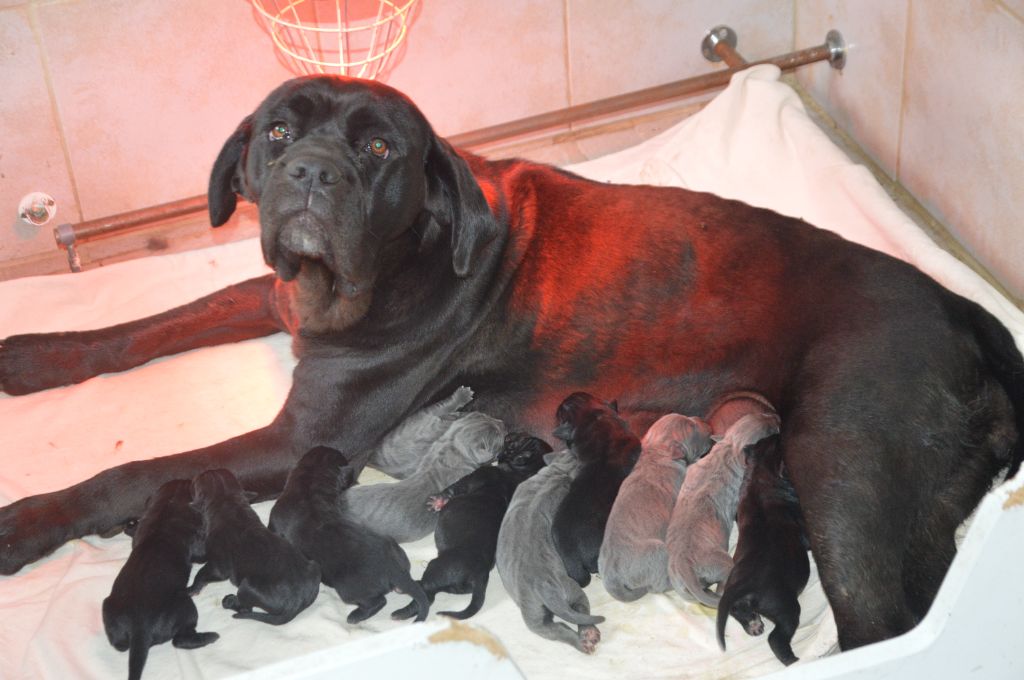 Chiot Cane Corso Guardiani di divani